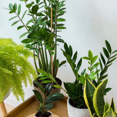 Plants